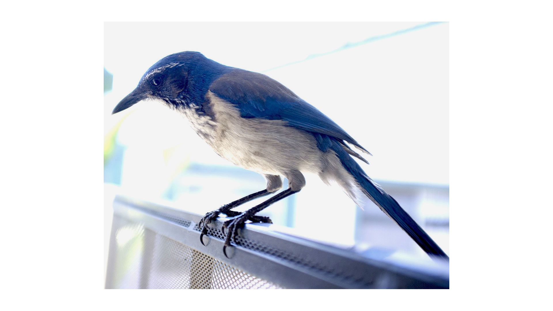 Blues, a scrubjay that visits me every monring